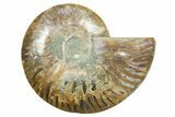Cut & Polished Ammonite Fossil (Half) - Madagascar #354172-1